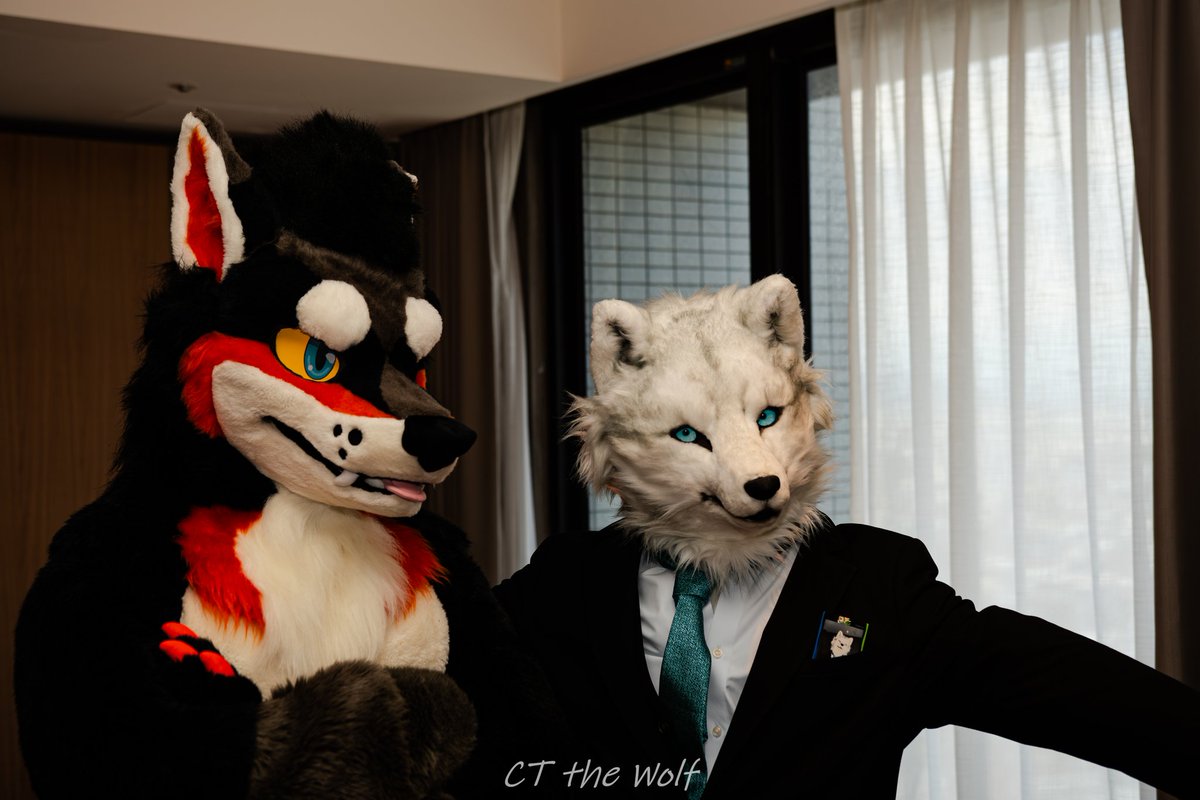 nottsvwolf's tweet photo. 今回のFurMIT、本当にとても楽しかったです！
 台湾に来てくれて、写真を一緒に撮る機会をありがとう～😇

もしよければ、もっと写真を撮ったり、一緒におしゃべりしたいです！🥰
 これからもどうぞよろしくお願いします。

📷： @CT_Weng 

#FurMIT2024 #FurMIT24 #FurMIT https://t.co/y4osYlXJAc