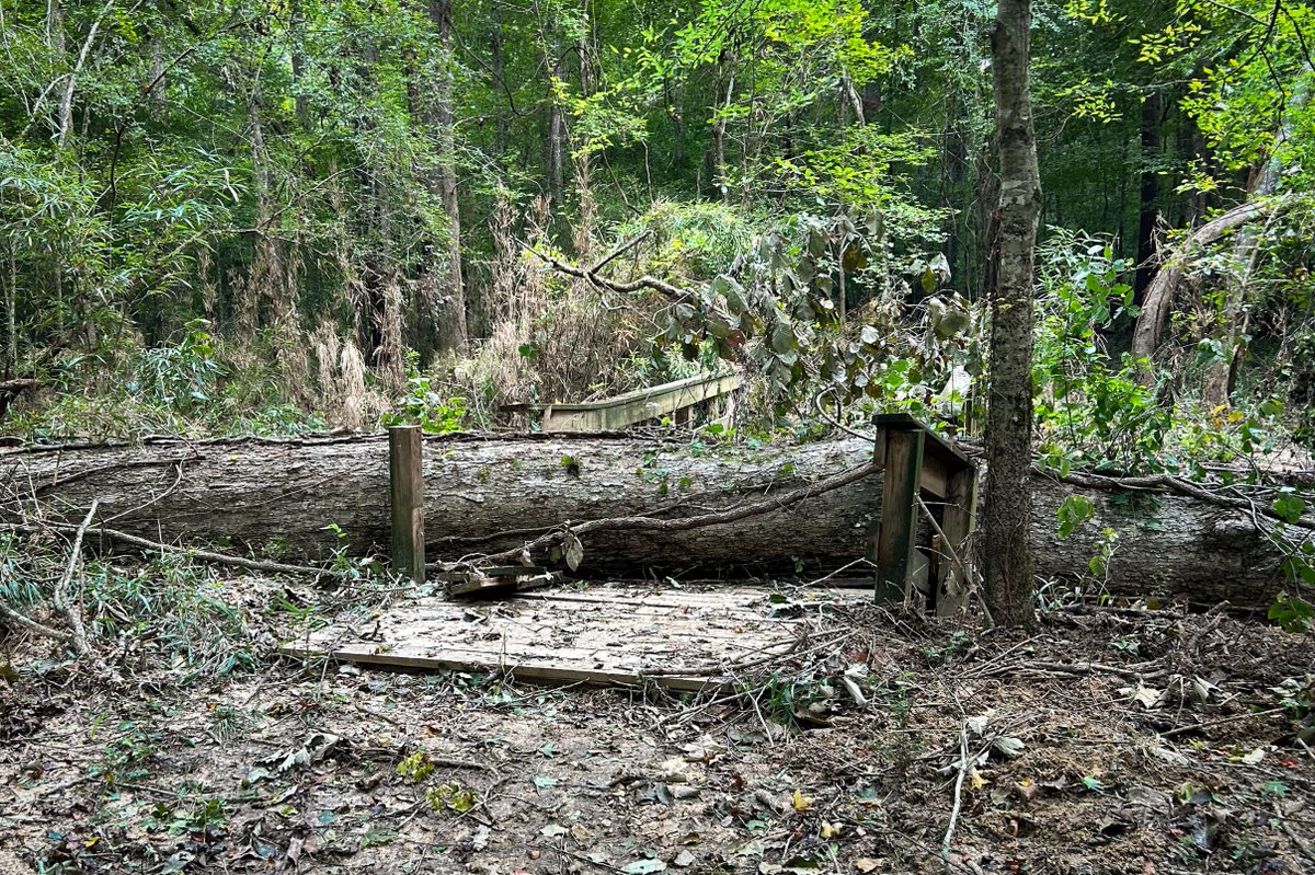 Post-Hurricane #Beryl Update:

Three #BigThicket trails are closed due to fallen trees, washouts, and damaged bridges:

⛔ Big Sandy Trail
⛔ Birdwatchers Trail
⛔ Woodlands Trail (pictured)

More info on our current conditions page: nps.gov/bith/planyourv…