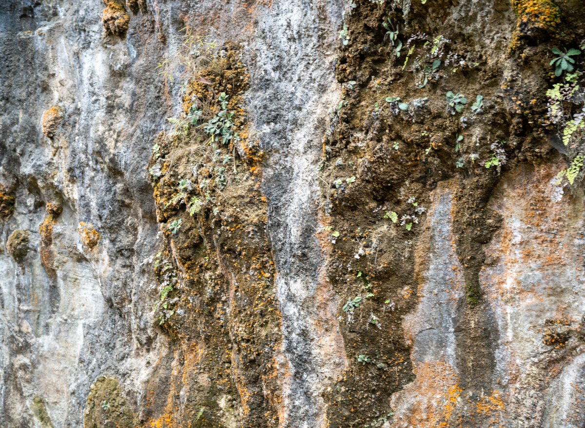 YeHangHarry's tweet image. Fungus on the rock
Material reference 
#EnvironmentArt #TextureReference