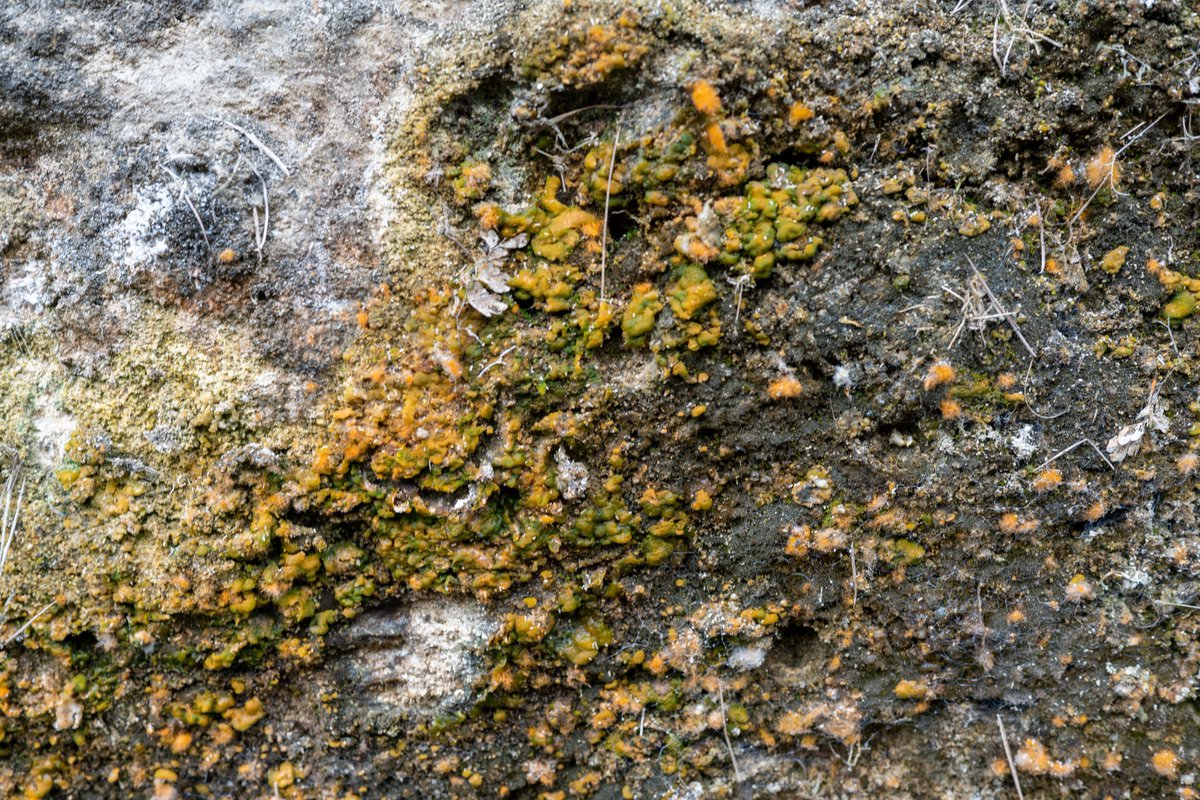 YeHangHarry's tweet image. Fungus on the rock
Material reference 
#EnvironmentArt #TextureReference