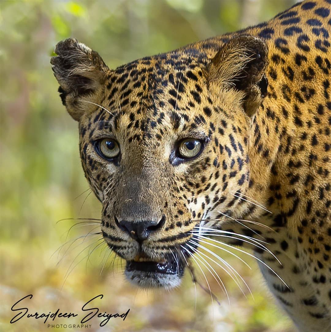 ImagingtheWilds's tweet photo. Portrait of Female Leopard YF12,  Yala National Park Sri Lanka 

#intothewild #leopardlovers #Nature_good #ColoursOfNature #leopard #catsofinstagram #IGNature #natgeotravel #naturegeography #photoart #NaturePics #wildlifephotos #fotograf #photographyart #Nature_Shooters #wildlife https://t.co/Bs7SXNsNIB