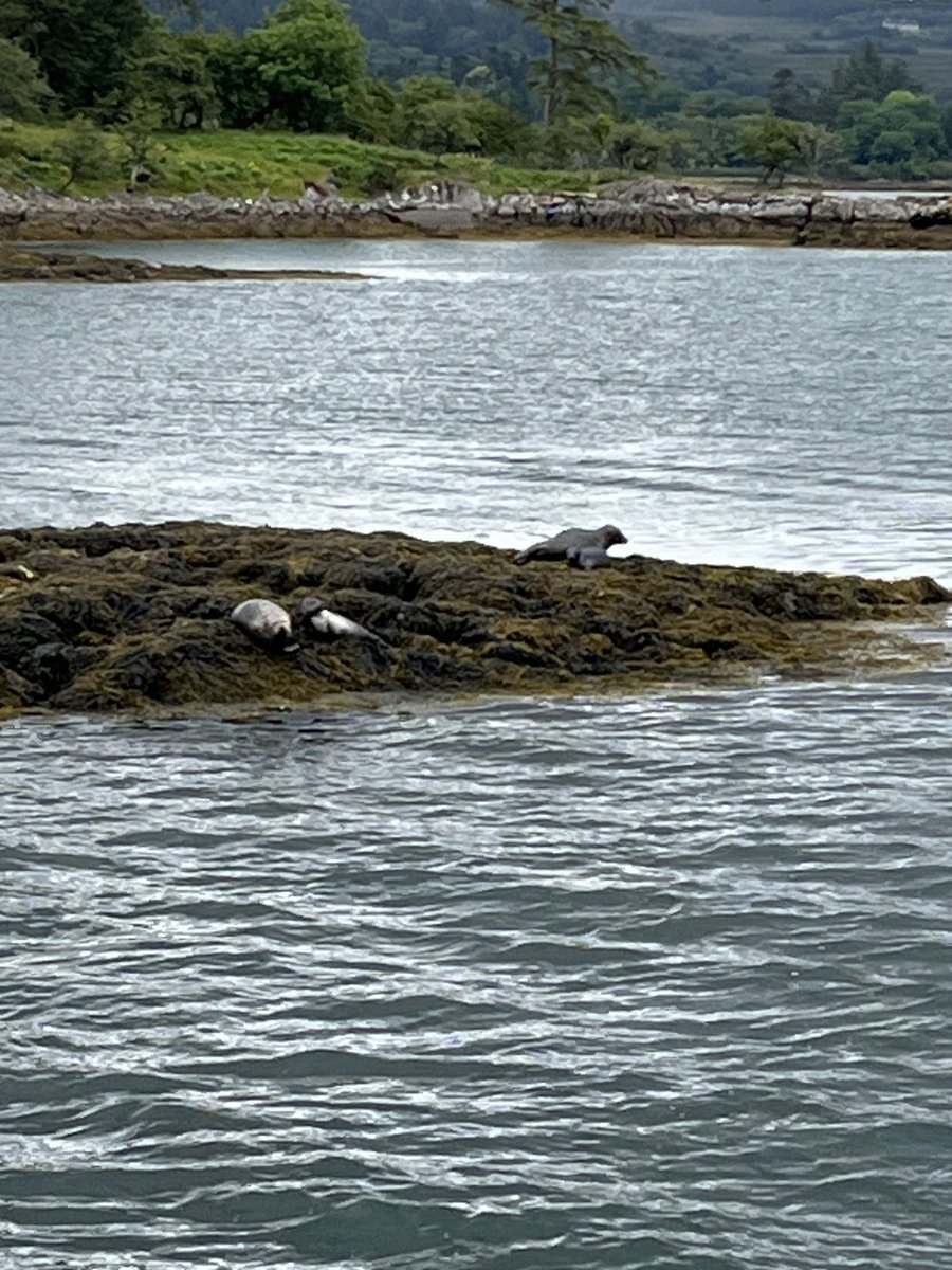 HenryMcKean's tweet photo. Kenmare is just a few hundred metres back from Kenmare Bay, with beautiful coastal scenery and wildlife. We got ship shape and boarded the Kenmare Bay Boat Tour. @TheHardShoulder @kierancuddihy @TheHardShoulder https://t.co/YAOZitETCS