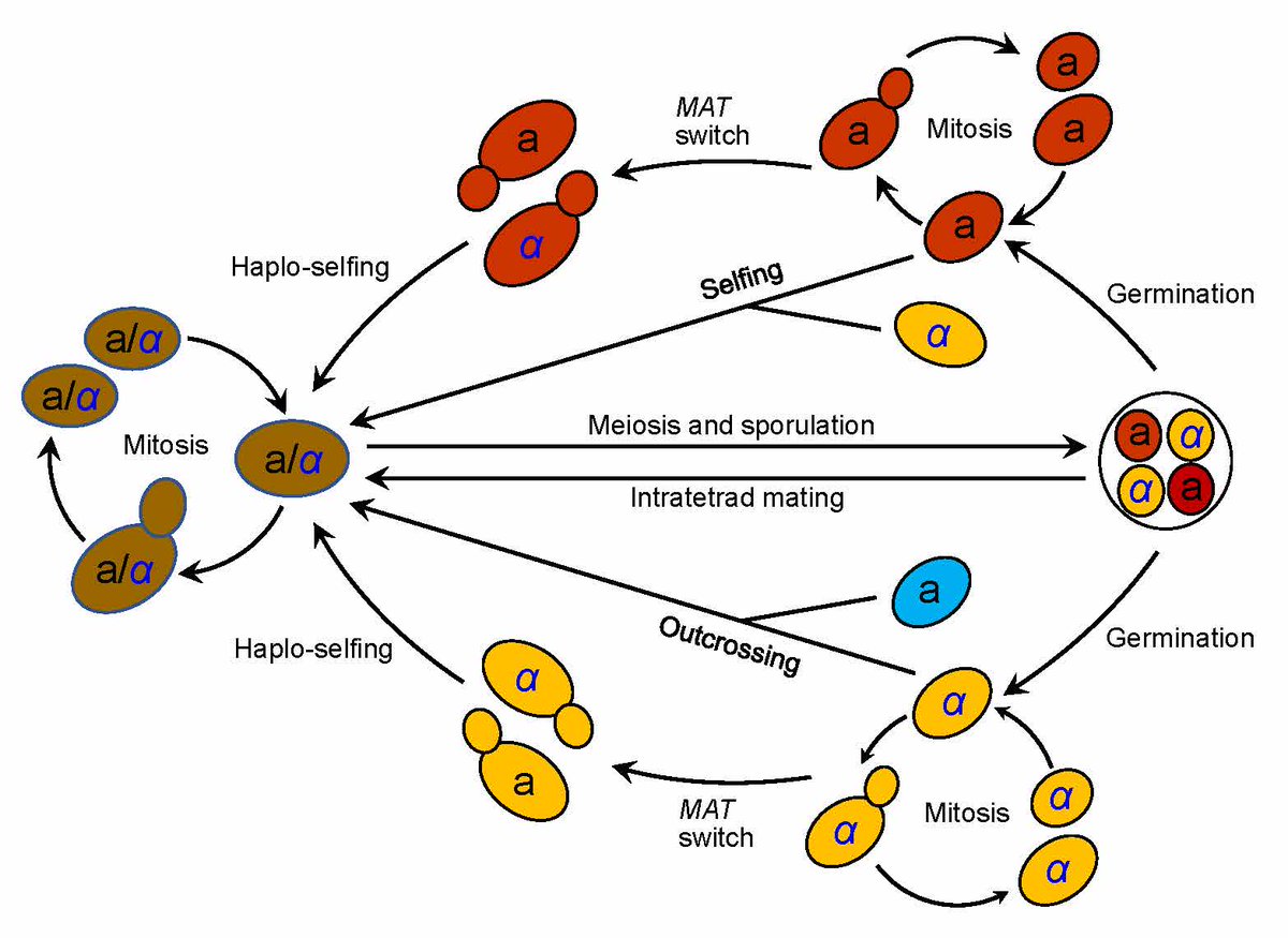 Westerdijk Institute tweet media