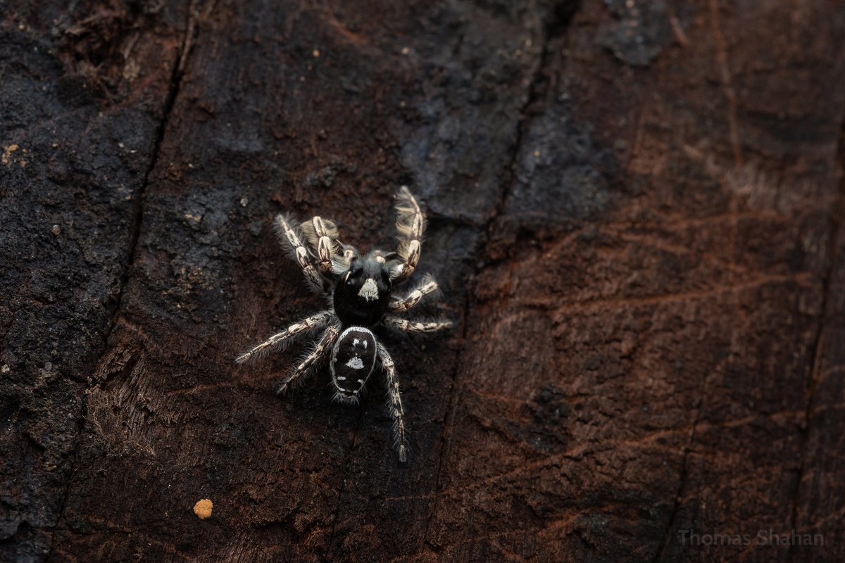 this Phidippus putnami jumped up on my flash multiple times to drink my sweat off of it 🥵