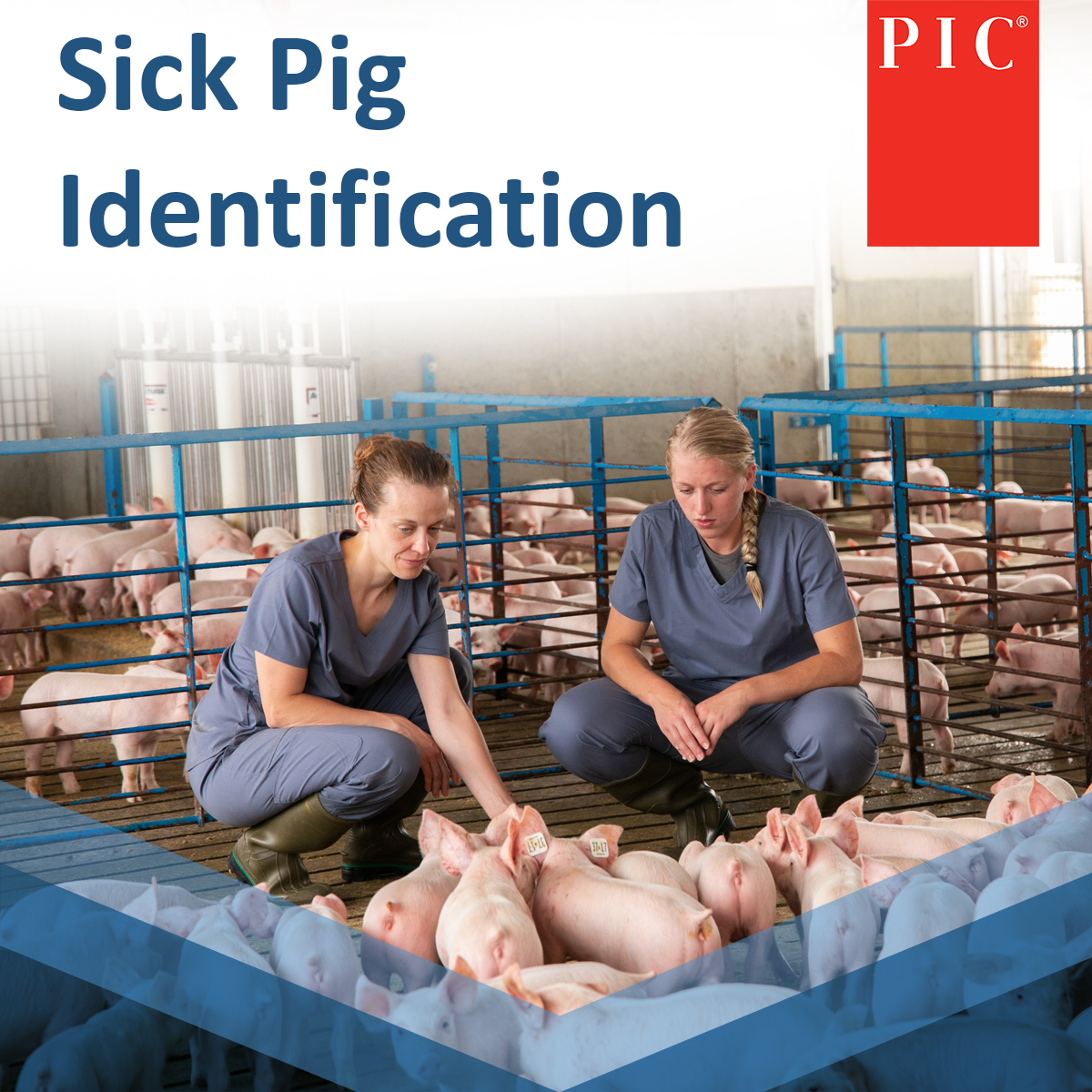 PigImprovement's tweet photo. Minutes count when a pig in the wean-to-finish barn is sick. We can help you with that.

Try our new sick pig identification guide to spot them faster.

https://t.co/N6xWPEL8Uf

#PICGenetics #Swine #PorkProduction https://t.co/nmQjCyoHJY