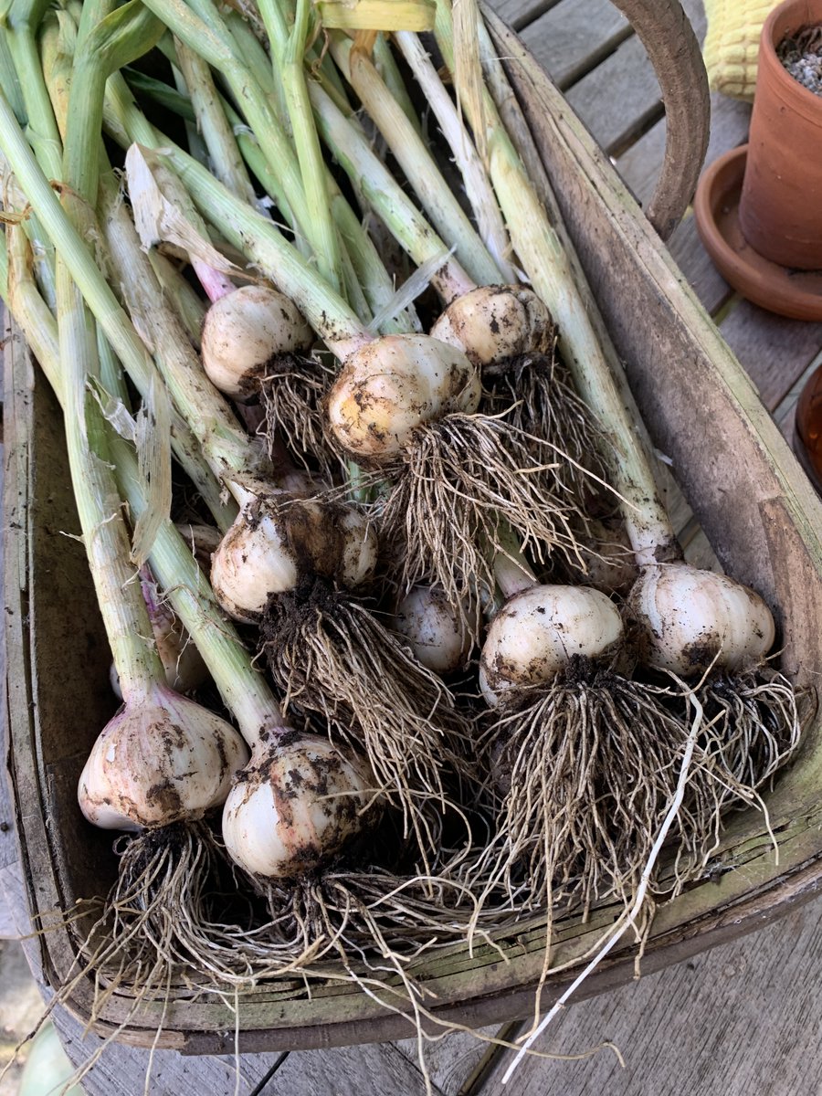 Cropped the later garlic varieties, mostly Solent Wight which has a strong flavour and will store well into next spring.