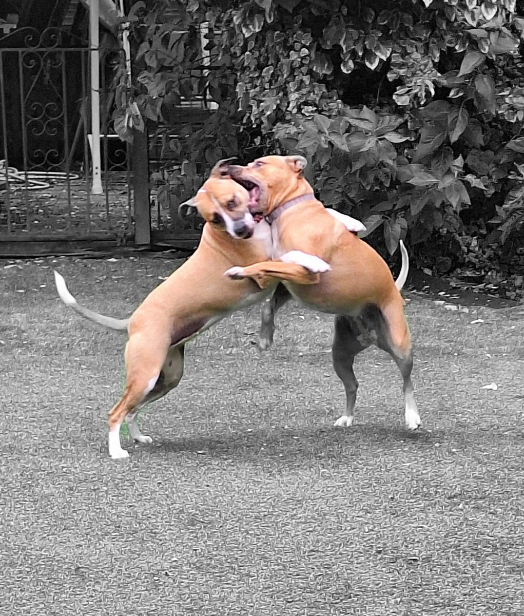 Ronnie Rose, Georgie & 🌈MaggieDaAngelHarris tweet media