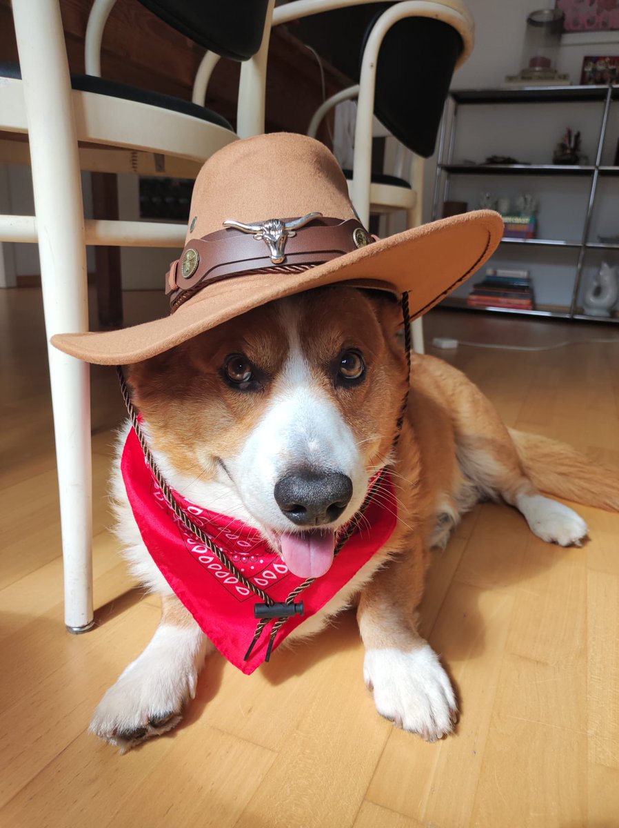 George, der Corgi (@georgetoedtmann) on Twitter photo 