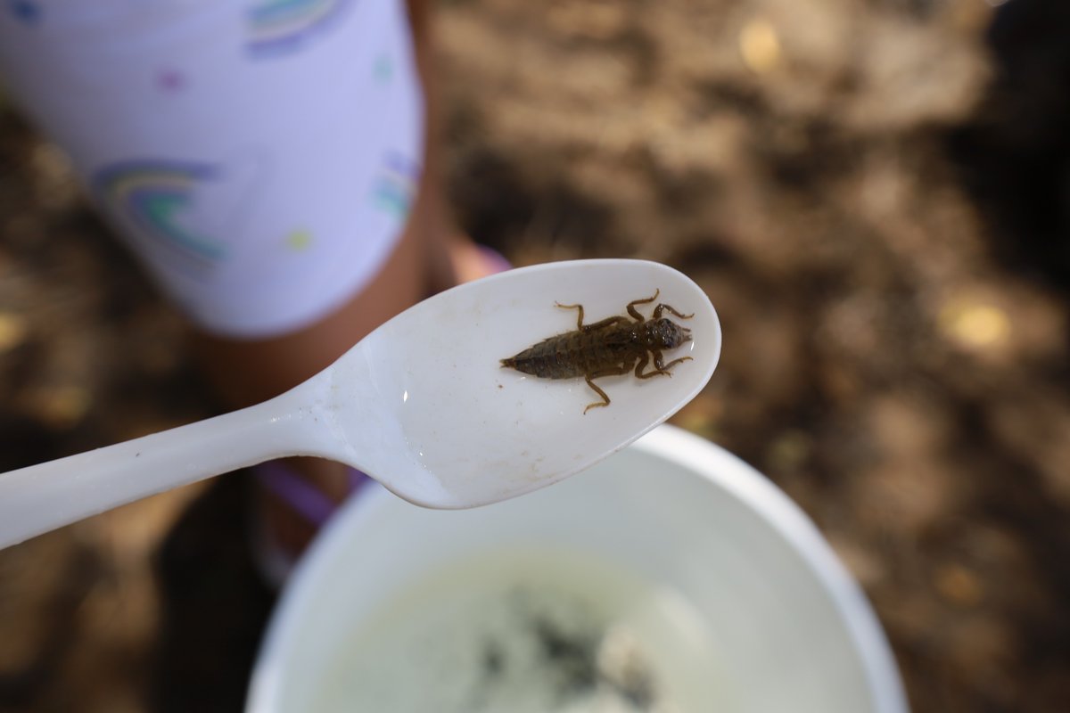 USGS's tweet photo. From Park Visitor to Scientist! The Dragonfly Mercury Project is turning park trips into research expeditions. Learn how you can contribute to the largest US mercury study on your next visit!
➡️https://t.co/EBjPUJUZxP
#CitizenScience #ParkScience https://t.co/pbLcTGOI4n