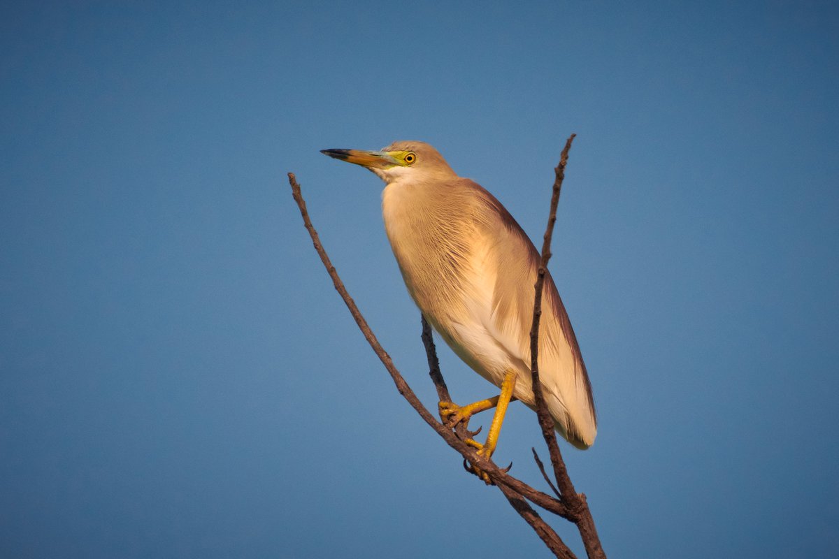 bownaankamal's tweet photo. Birds of Asia
1) Indian pond heron | Lake Kondangi | India
2) Asian Pied Hornbill | Kuala Belait | Brunei
3) Common Chaffinch | Hirkan | Azerbaijan
4) Eurasian hoopoe | Chengalpattu | India
#destinationwild #explorewildlife #lonelyplanet https://t.co/dk0ikknZaT