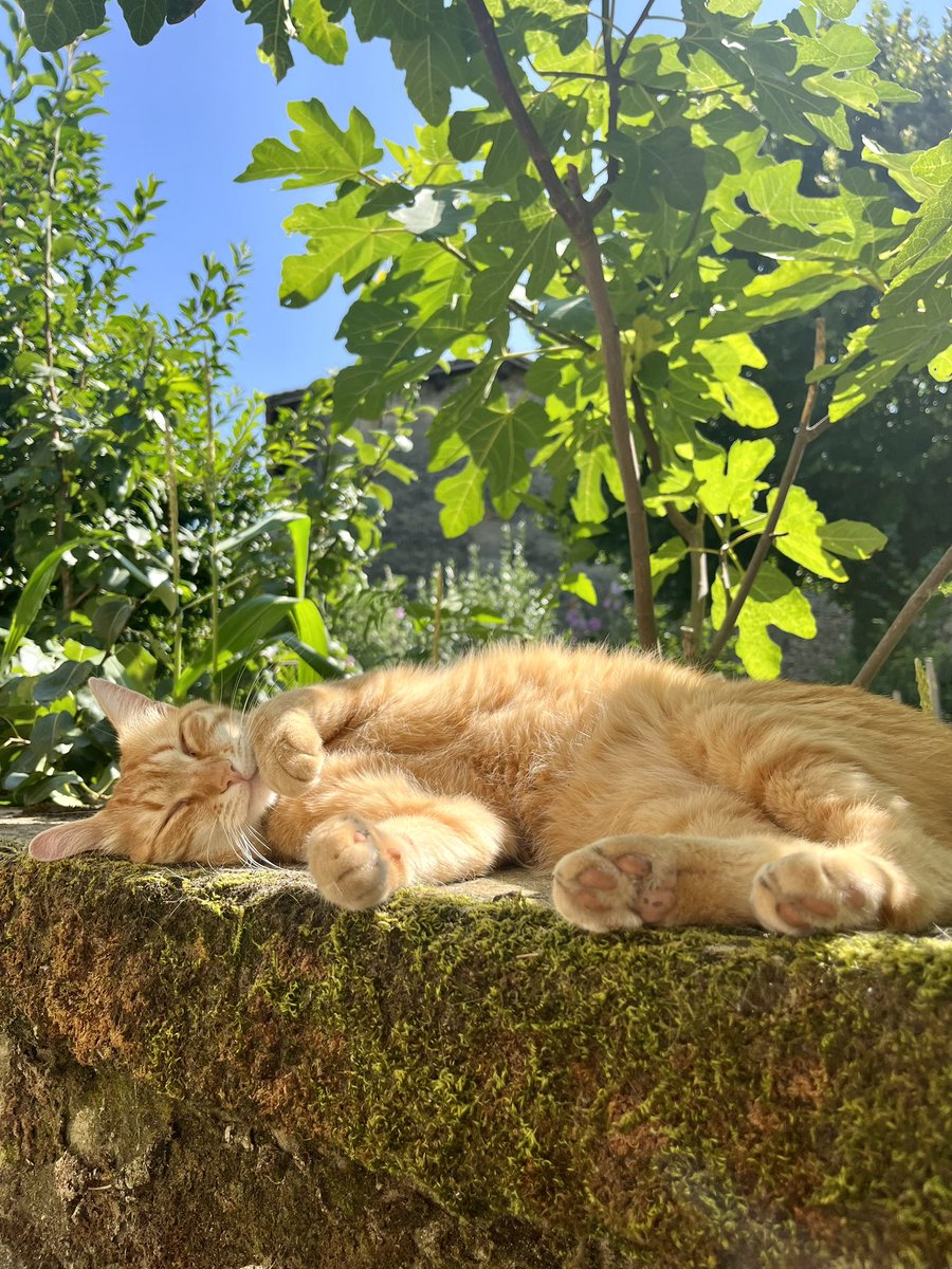 0SAMUMlYA's tweet photo. miaou https://t.co/o7M8wSoPq7