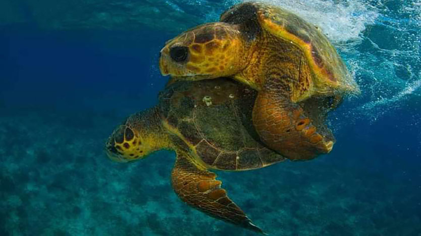 paz_corcho's tweet photo. Aseguran la reproducción de tortugas en Jardines de la Reina.
@Emp_Avilmat
@PaulinoPrezVie1 https://t.co/gqYwB73gWM