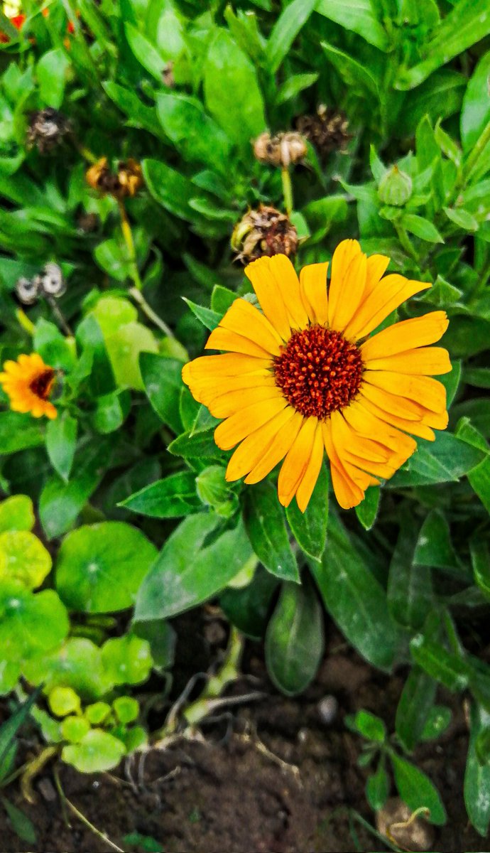 Gm fam. ❤️
Can anyone help me out in this picture. What's the exact name of this flower. I would really appreciate it.