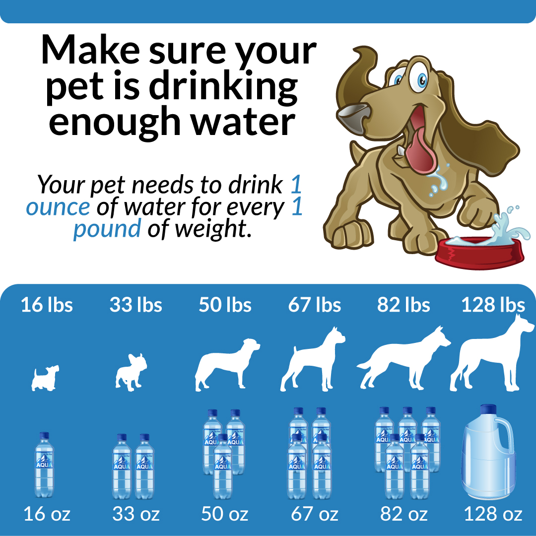 IntermtnPetHosp's tweet photo. Check your pet's water often. It's hot! 💦 https://t.co/k0bjWGzXZE