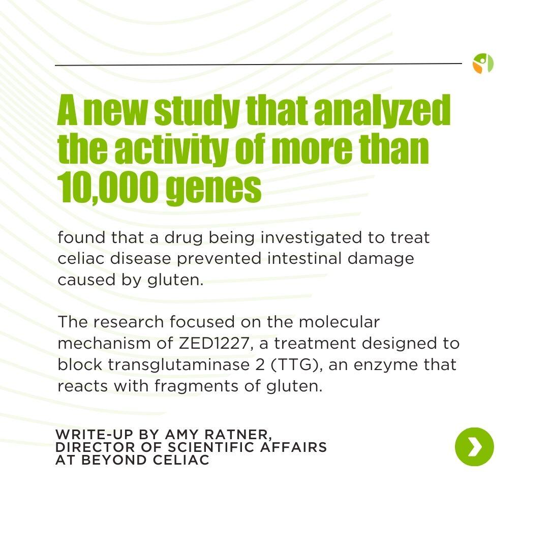 BeyondCeliac's tweet photo. ⚠️  RESEARCH NEWS ⚠️ 

The study results support the theory that #celiacdisease could be used as a model for treatment of other #autoimmunediseases👏

Read more: https://t.co/TeEwHgWfh4

#autoimmune #glutenfree #chronicillness #celiacresearch https://t.co/3jFumRxVgM