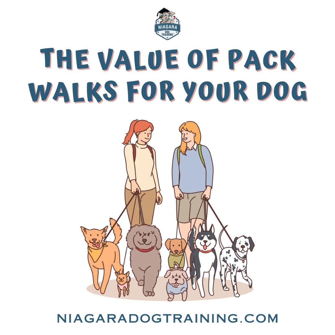 NiagaraDogTrain's tweet image. Group walks enhance social skills, mental stimulation, and physical health. Ready to join a pack? Start small and ensure safety. Learn more: niagaradogtraining.com #PackWalks #DogSocialization 🐾