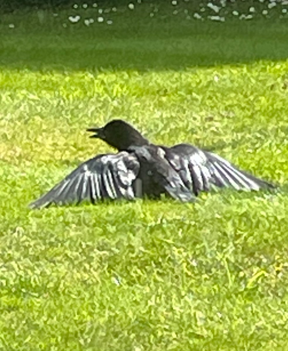Just saw this crow having an ant bath on our lawn. They use the formic acid to kill any mites and parasites. Ground was teaming with ants when it flew off…