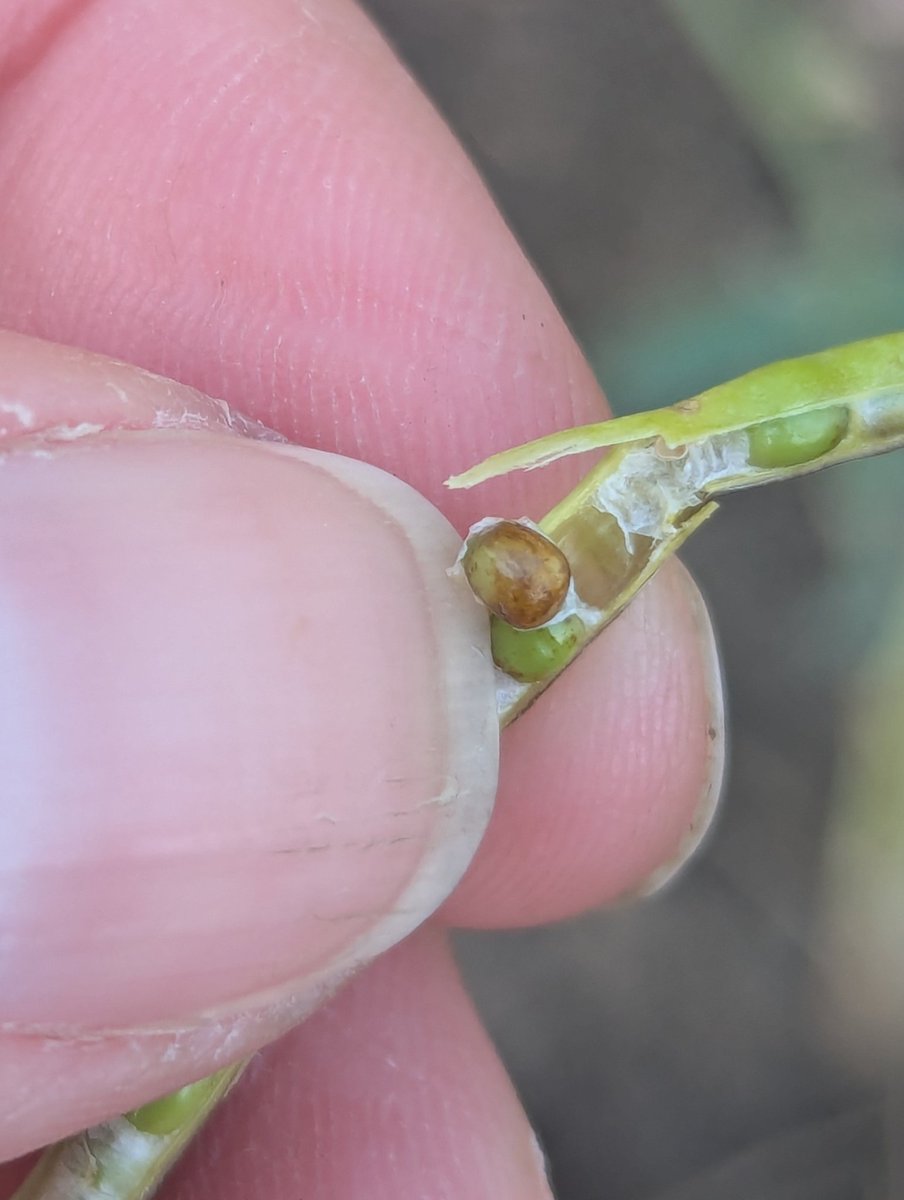 Where has this season gone!?

First #wintercanola trial at #ocrcnl is starting to turn but I'm not ready to be in the combine again already!

... although the yield results are likely to be interesting!

#canola <a href="/page_er/">Eric Page</a>
<a href="/melochesy/">Sydney Meloche</a> <a href="/JoshNasielski/">Joshua Nasielski</a> <a href="/OntCanolaGrower/">Ontario Canola</a> <a href="/NOFIA_Agri/">NOFIA</a>