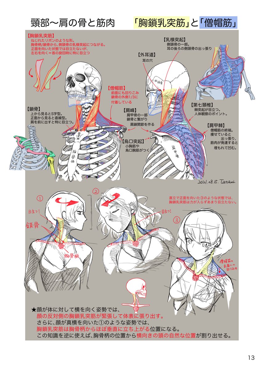 胸鎖乳突筋と僧帽筋(同人誌より) Sternocleidomastoideus & Trapezius