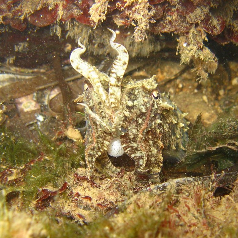 CellPressNews's tweet photo. #Cuttlefish are the only known invertebrates possessing episodic-like memory. Now, scientists show they can form false memories too.

Read more in @iScience_CP:
https://t.co/JyuT5cJiBp

@ChristelleJozet https://t.co/folUNBCMW8