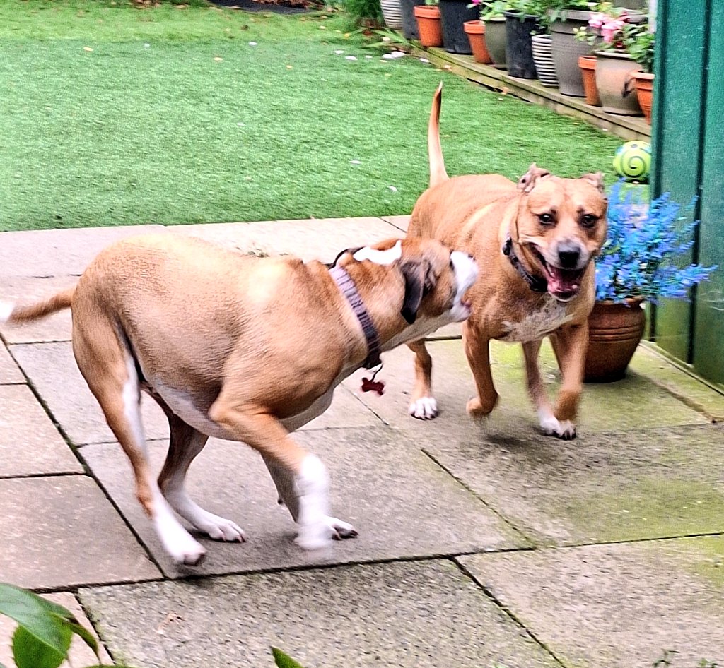 Ronnie Rose, Georgie & 🌈MaggieDaAngelHarris tweet media