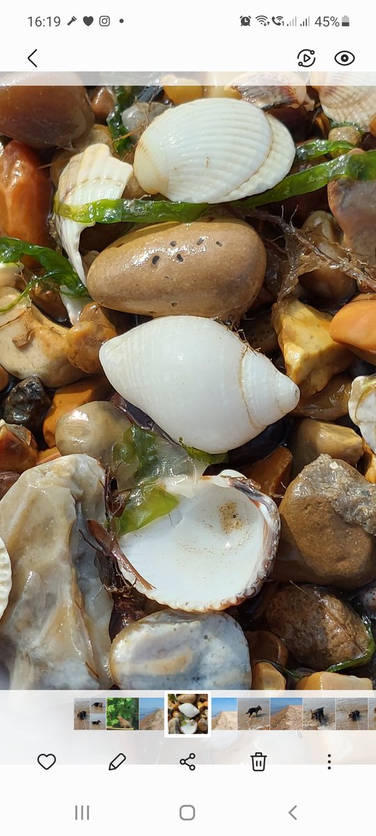 mycathardy's tweet image. Shells, pebbles and seaweed on Snettisham beach #shells #pebbles #seaweed