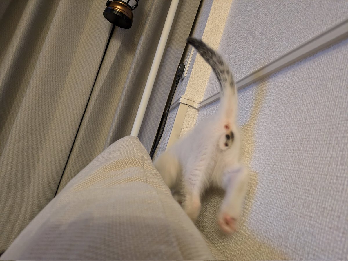 higedarumai's tweet photo. キンタマあげちゃお https://t.co/OfjAoJj6Zr