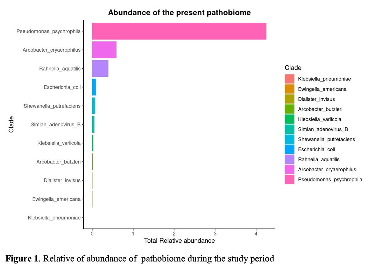 GeraldGmboowa's tweet photo. We present our paper on metagenomics insights into the microbial resistome & virulome composition of Kampala’s wastewater during wet & dry seasons (https://t.co/tDiHCf7mGp). Pseudomonas psychrophila, a fish pathogen, was the most prevalent, while Klebsiella pneumoniae was the least prevalent. We identified 23 AMR genes & 29 virulence factors, with a predominant association with bacterial motility. All virulence factors were found within Pseudomonas aeruginosa. The utilization of shotgun metagenomics in sewage analysis is crucial for ongoing monitoring of microbial diversity & antimicrobial resistance.
