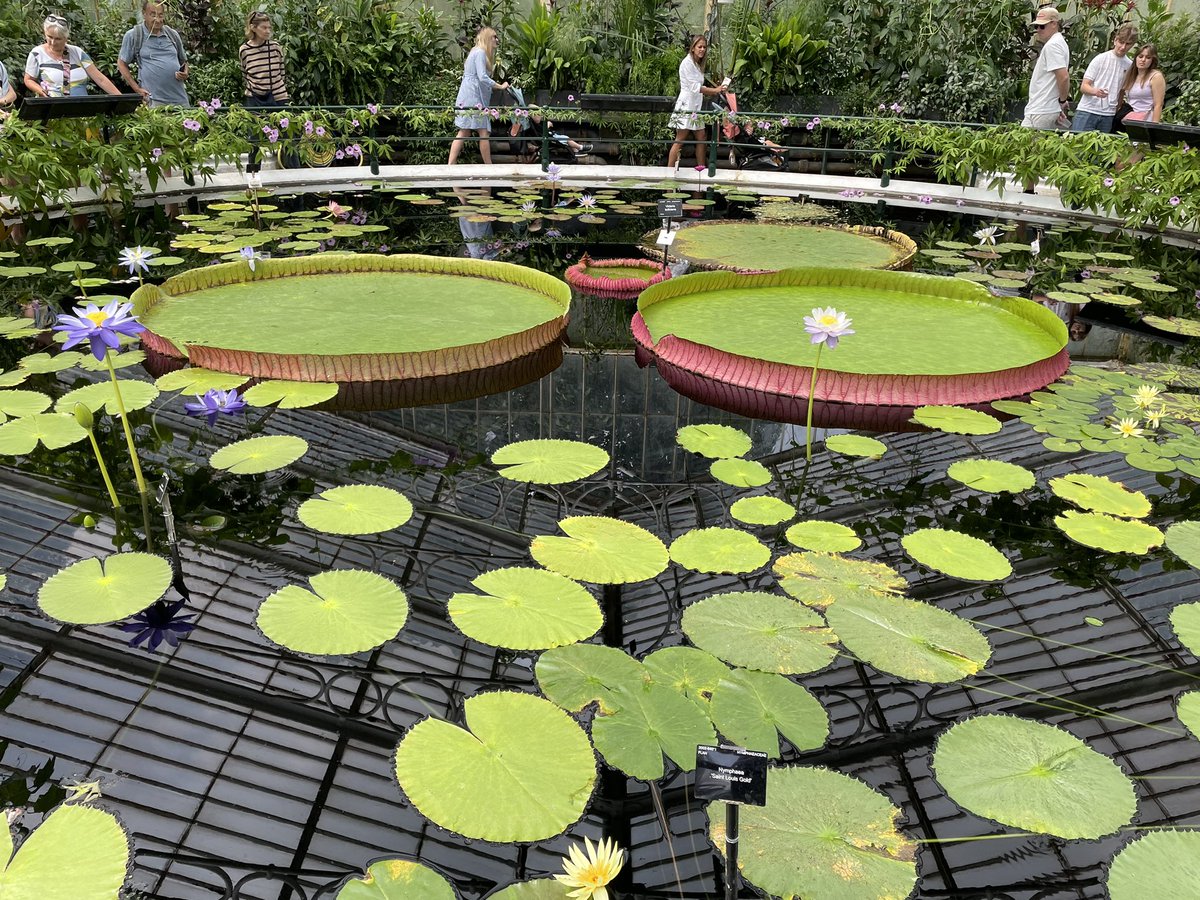 WaterGardenSol's tweet photo. Enjoying the gardens with the #IWGS24
Group at Sezincote, Wisley, and Kew amongst others. Great chatter and shared expertise from visitors and garden staff @TheIWGS https://t.co/0jJB5Ipd3C