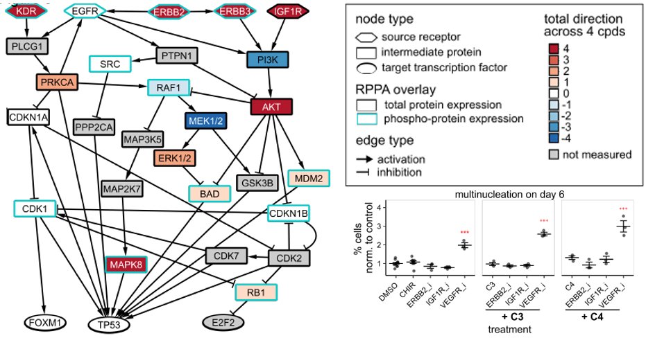 Network analysis integrated transcriptomics/ proteomics to identify conserved pathways including JNK, PI3K, and VEGFR2. Subsequent mechanistic experiments validated their roles in CM proliferation and a surprising role of inducible VEGFR2 activity that limited endoreplication.