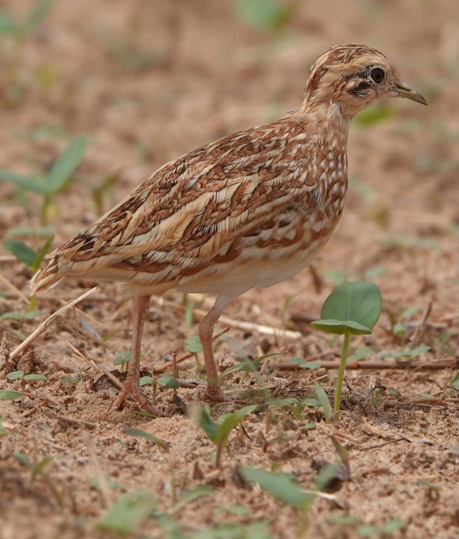 Quail plover  (Ortyxelos meiffrenii)
#birding #photographylovers #photographing  #naturelovers #TwitterWorld #wildbirdphotography #quail #Gambia #Senegal