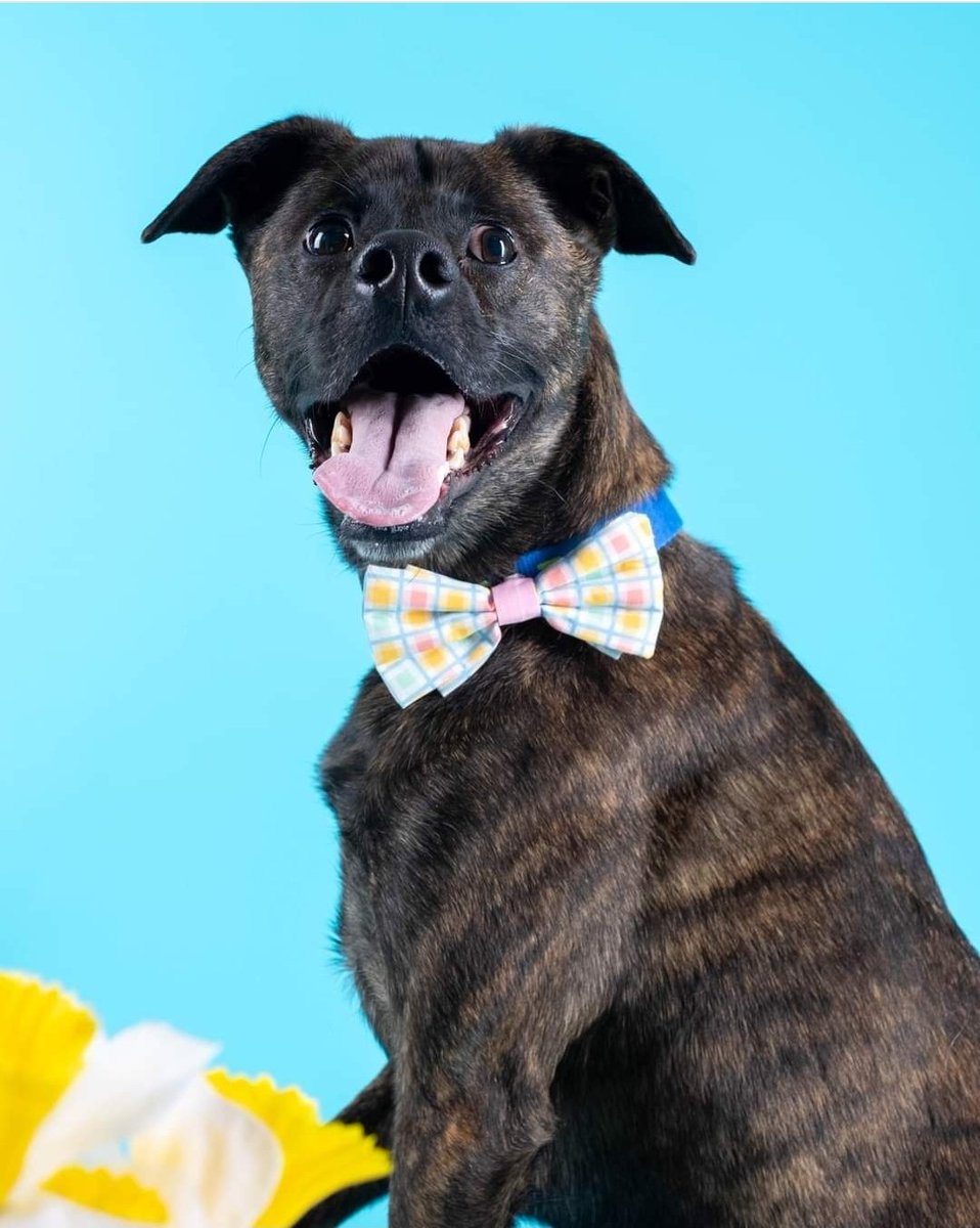 Salty Paws Pittsburgh tweet media
