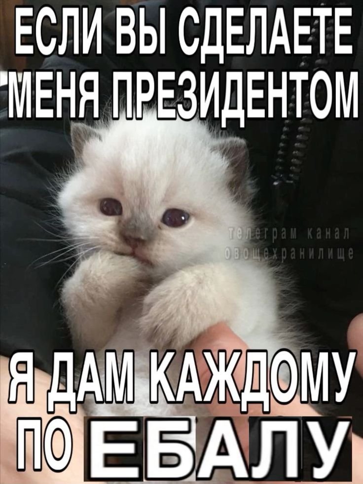 поля птица🕊 #нетвойне (@mylife_bigbag) on Twitter photo 