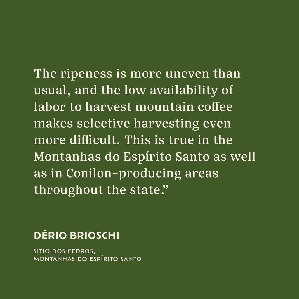 Casa Brasil Coffees tweet media