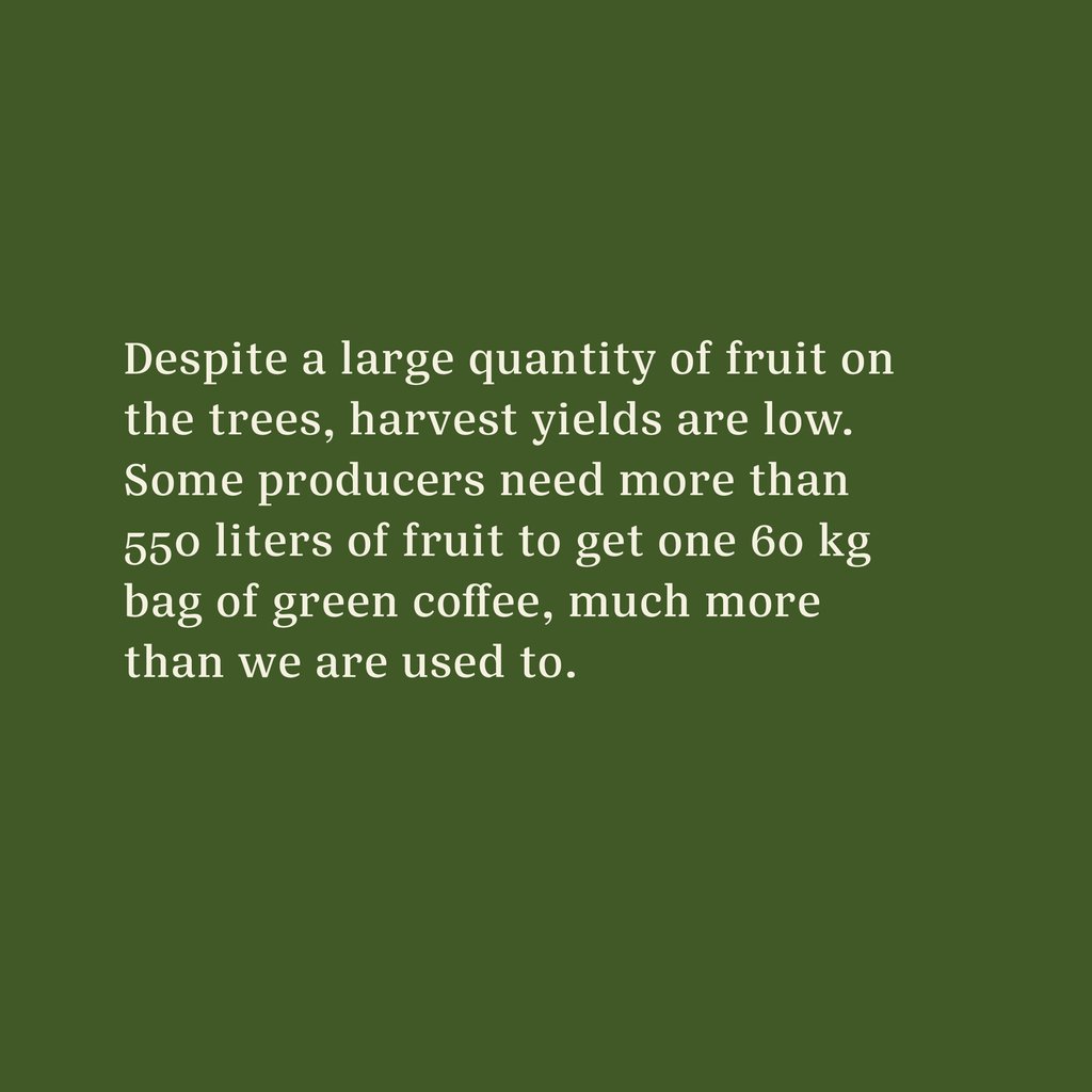 Casa Brasil Coffees tweet media