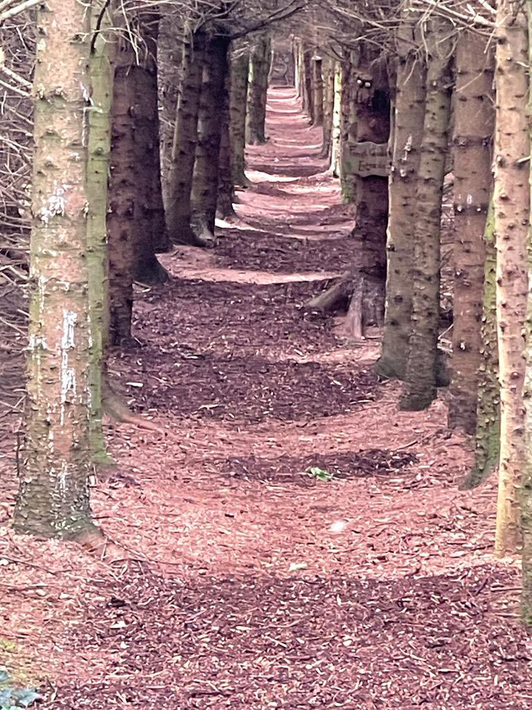 IrelandTrails's tweet photo. Derryounce Lakes and Trails Portarlington. #Laois #Offaly @visitoffaly @@offalycoco @tourism_laois https://t.co/oFffmEOGMh