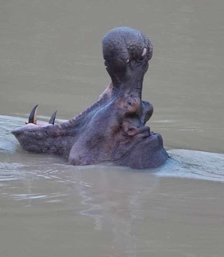 Hippos photograph at wassadou south east Senegal 
#wildbirdphotography #naturephoto #travelphotography #AnimalsLover #hippoes #Gambia #Senegal