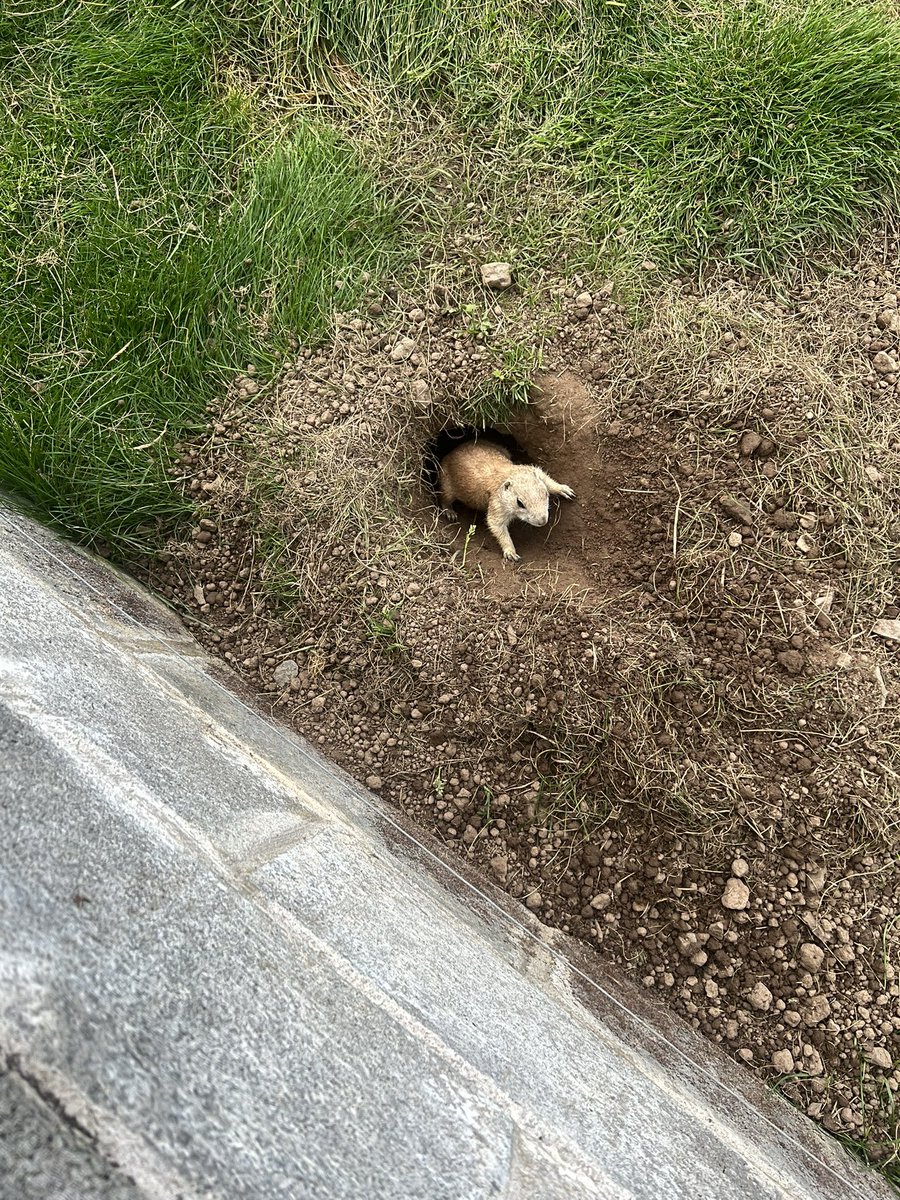 MarkKingRCF's tweet image. 🗓️DAY 8🗓️
KSS PARTNERS SUMMER PROGRAM 

Heads of Ayr Farm Park 🐷🦙🚜🧑‍🌾👨‍🌾
Lovely Lunch at cafe 🍽️ 🍕🧀
Hot Breakfast before the travel down 🍳🥞

@KnightswoodSec 
@RFC_Charity 
@Mollie_FARE 
@FARE_Scotland 
@GlasgowNWPolice 
@jamie57539237 
@KSS_Partners