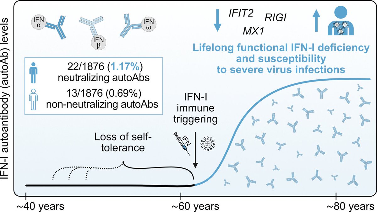 Eric Topol (@erictopol) on Twitter photo As we age, ~2% of us develop self-directed antibodies to interferon- 1 (IFN-1), which leads to lifelong increased susceptibility to virus infections such as #SARSCoV2
rupress.org/jem/article/22…
<a href="/JExpMed/">Journal of Experimental Medicine</a> <a href="/BenHalePhD/">Ben Hale</a> <a href="/uzh__Virology/">UZH Virology</a> <a href="/SonjaFernbach/">Sonja Fernbach</a> As we age, ~2% of us develop self-directed antibodies to interferon- 1 (IFN-1), which leads to lifelong increased susceptibility to virus infections such as #SARSCoV2
rupress.org/jem/article/22…
<a href="/JExpMed/">Journal of Experimental Medicine</a> <a href="/BenHalePhD/">Ben Hale</a> <a href="/uzh__Virology/">UZH Virology</a> <a href="/SonjaFernbach/">Sonja Fernbach</a>