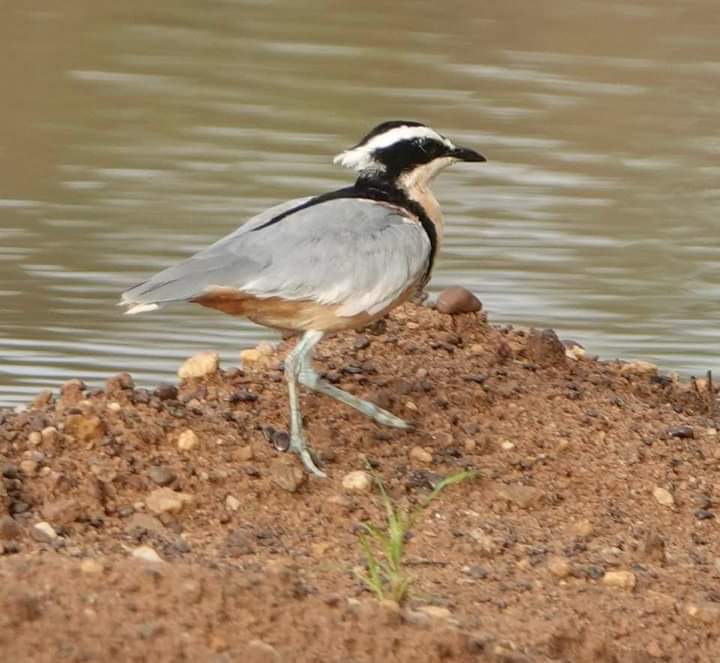 Egyptian plover photograph at wassadou south east Senegal 
#birdwatching #guiding #birdphotograph #wildbirdphotography #BeautifulNature #plover #gambia #Senegal