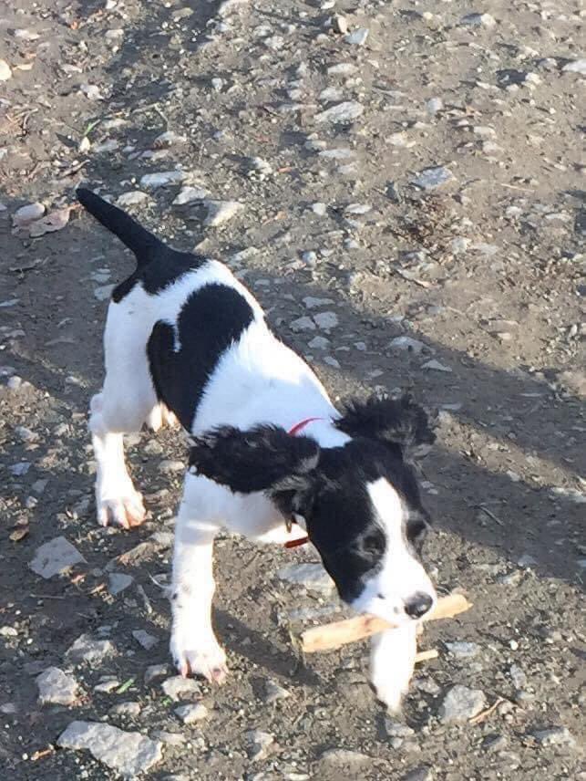 rosieDoc2's tweet photo. #SpanielHour
LOVELY MOLLY HAS NEVER BEEN FOUND - she was spotted itβs thought at βa fairβ one day around a yr after missing π
#Stolen 30/1/18 #WN6 people hanging round π€¬
DISTINCTIVE π€ ON HER RIGHT SIDE-LEFT IF LOOKING AT HER
pls let her come home
https://t.co/RE4NNwxrO6 https://t.co/ekBtDpxMAG