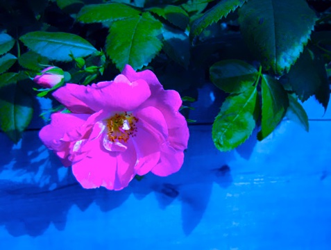 ellin_anderson's tweet image. People who live in #trailers own their own homes, but more importantly, they can always find a better place. This #rose-covered bright-blue steel house stood in a #TrailerPark I used to pass on my daily commute in Massachusetts. #RoseWednesday #PinkWednesday #poem #poetry