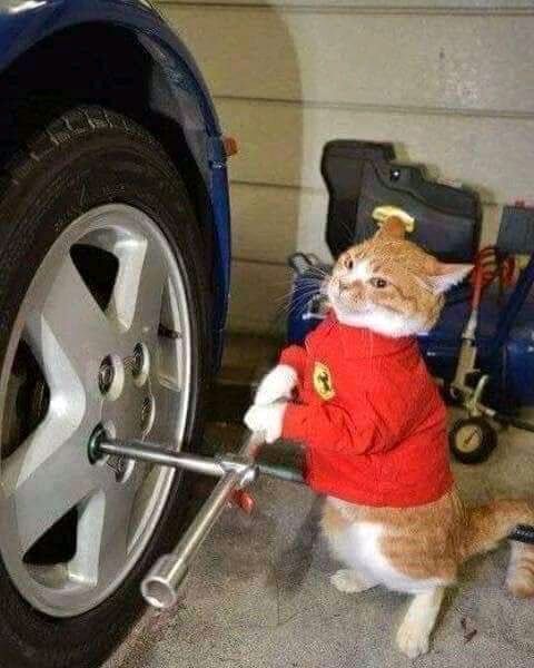 nocontextscats's tweet photo. Meowchanic 👨‍🔧 https://t.co/vaZMQnj4wh