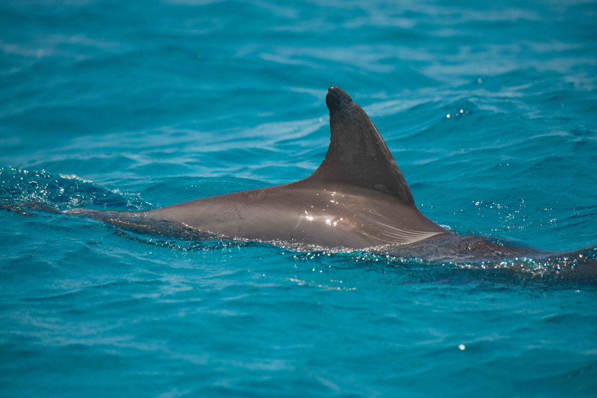 Another great day with dolphins and a sandbar lunch stop