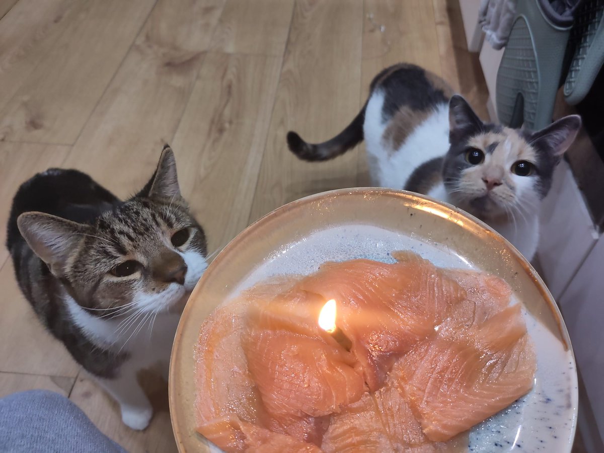 cdrose_writer's tweet photo. @VikShirley Stanley and Sylvia turned one last week! https://t.co/KjRCJhDlMR