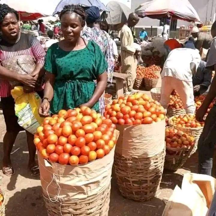 Breaking: Farming in the Southeast is really yielding fruitfully and crashing prices.

Bag of Potatoes sold ₦6,000
Basket of Tomatoes sold ₦27,000

All the way from Nsukka Ikpa Market 💕

<a href="/real_IpobDOS/">Directorate Of State (DOS)</a>