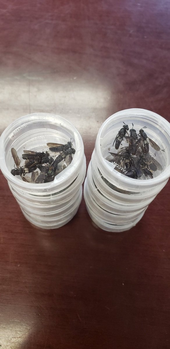 Soon Mi Lim (@soonmilim) on Twitter photo With Cassidy's Tods (black soldier flies), <a href="/GroupWooley/">Wooley Research Group</a> is heading to Aggie STEM camp. Can't wait to share science fun with the campers! <a href="/TAMUChemistry/">Chemistry Department</a> <a href="/TAMUArtSci/">Texas A&M Arts & Sciences</a> With Cassidy's Tods (black soldier flies), <a href="/GroupWooley/">Wooley Research Group</a> is heading to Aggie STEM camp. Can't wait to share science fun with the campers! <a href="/TAMUChemistry/">Chemistry Department</a> <a href="/TAMUArtSci/">Texas A&M Arts & Sciences</a>