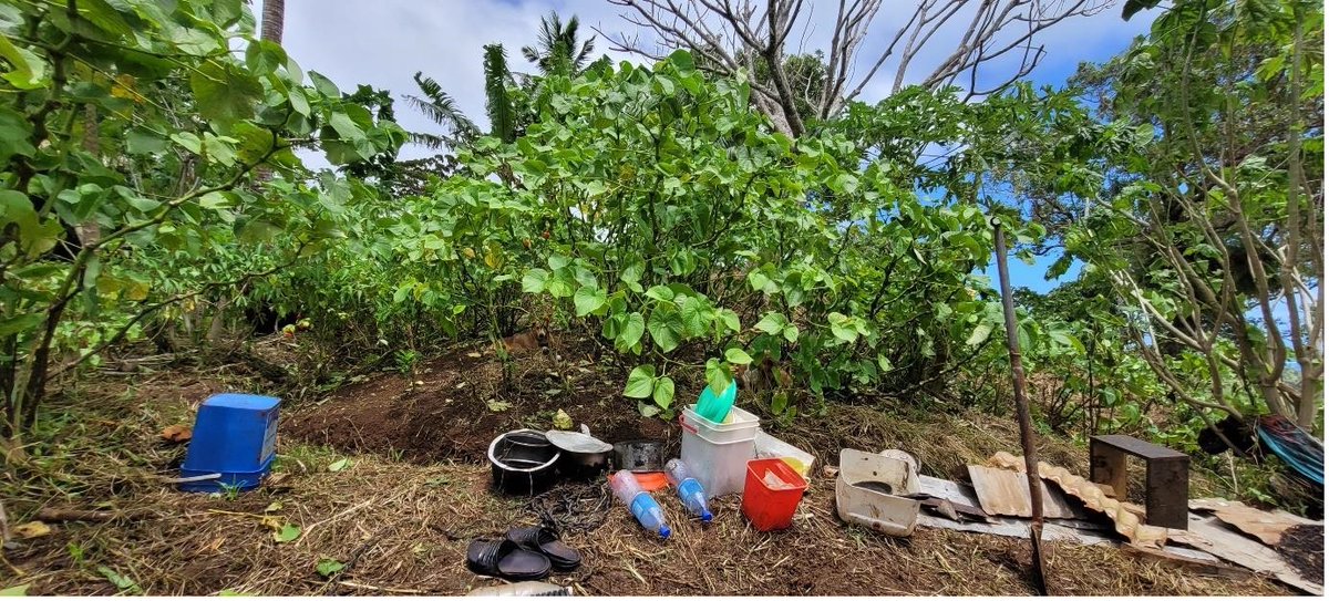 SprepChannel's tweet photo. As demand for #kava increases nationally in #Fiji and in global markets, research has begun to assess how farmers can practice #sustainable harvesting of kava to prevent encroachment into key biodiversity areas on #Gau island.
#BioScapes #pacific #biodiversity #conservation https://t.co/0GIkskeBOt