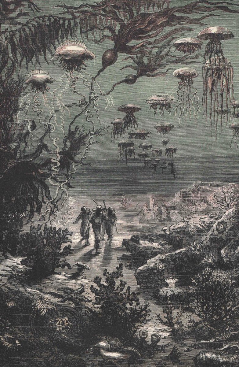 Noé Ciscki 🪼 tweet media