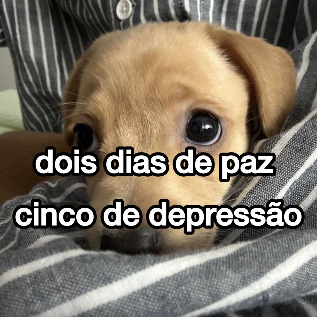 PEDRÃO tweet media